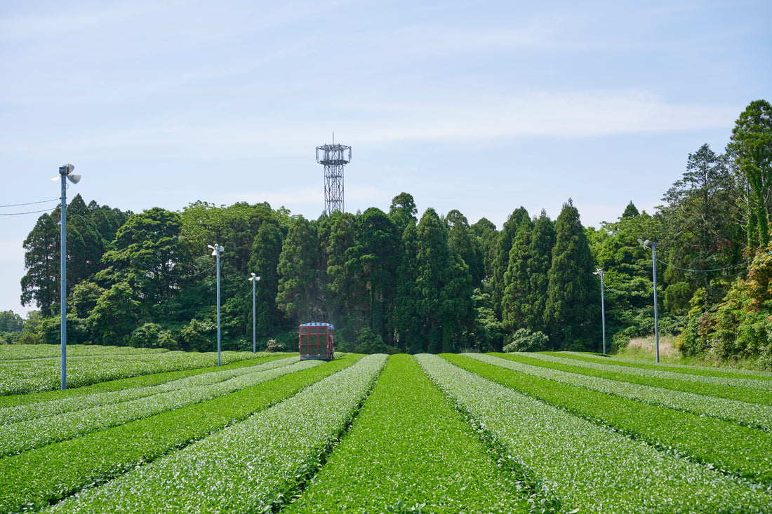 Chiran Tea: A Gem of Japanese Green Tea